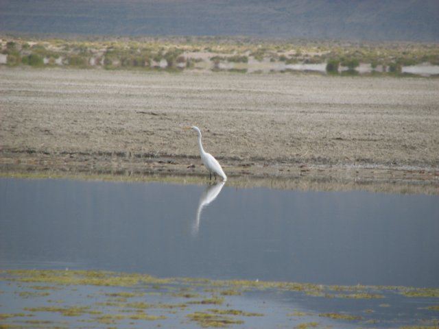 Egret keeping any eye on us